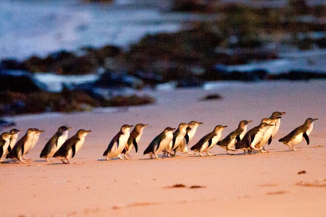 From Phillip Island: Wine and Wildlife Tour with Penguin Parade - Starting in Cowes at 2:00 pm