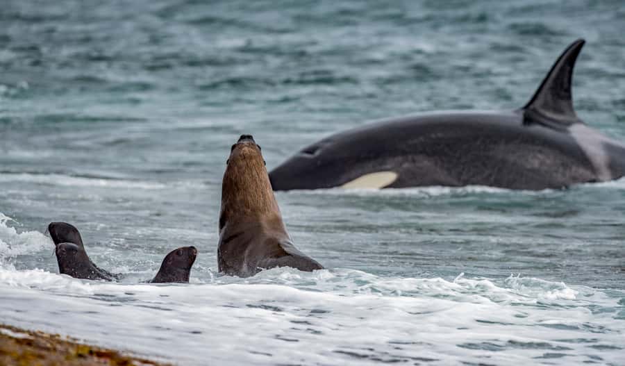 From Puerto Madryn: Penguin Tour & Península Valdés Day Trip - Why the penguin walk at San Lorenzo matters