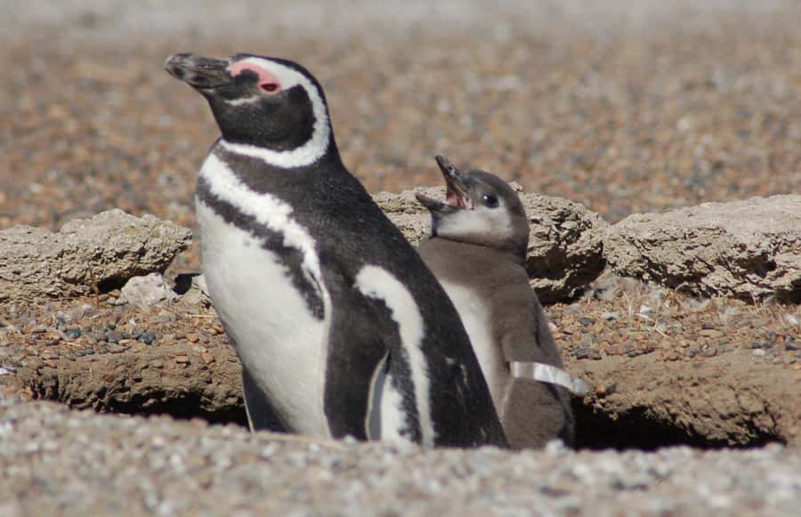 From Puerto Madryn: Penguin Tour & Península Valdés Day Trip - San Lorenzo Ranch and the penguin colony