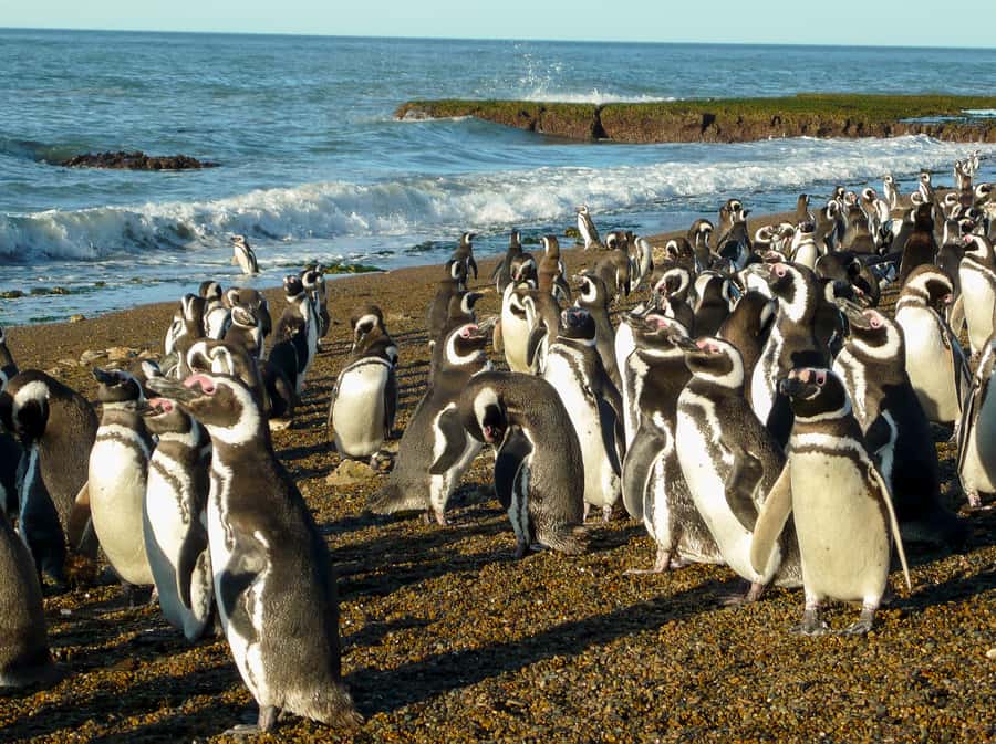 From Puerto Madryn: Penguin Tour & Península Valdés Day Trip - Wildlife between the main stops