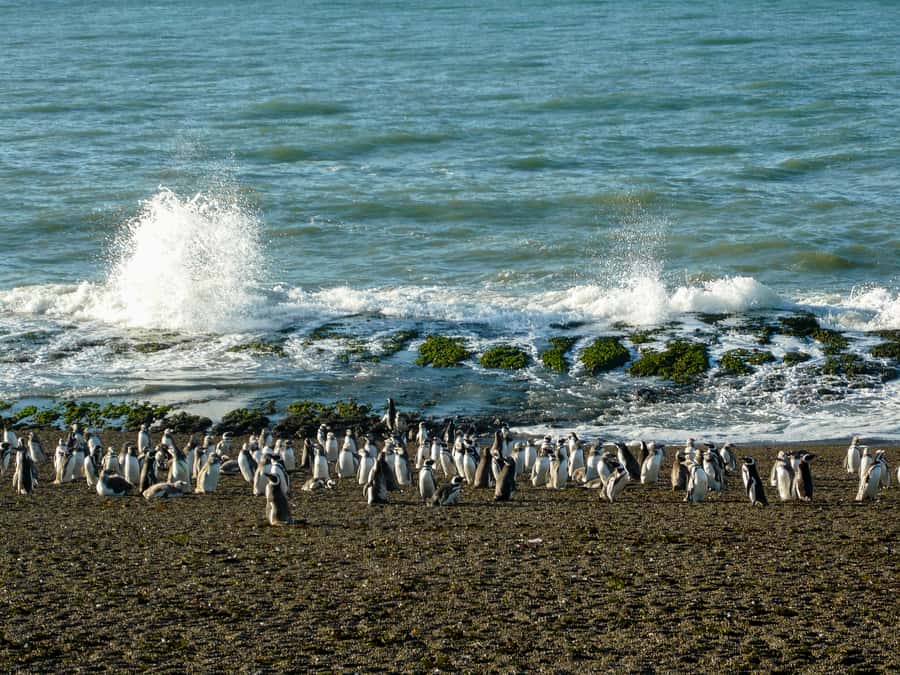 From Puerto Madryn: Penguin Tour & Península Valdés Day Trip - Is $198 a fair price?