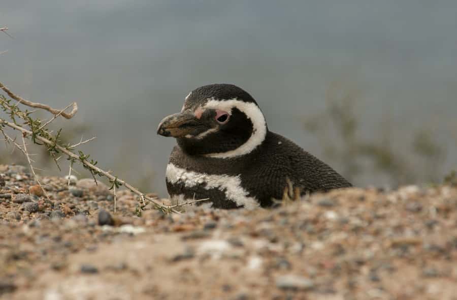 From Puerto Madryn: Penguin Tour & Península Valdés Day Trip - Who will enjoy this day most?