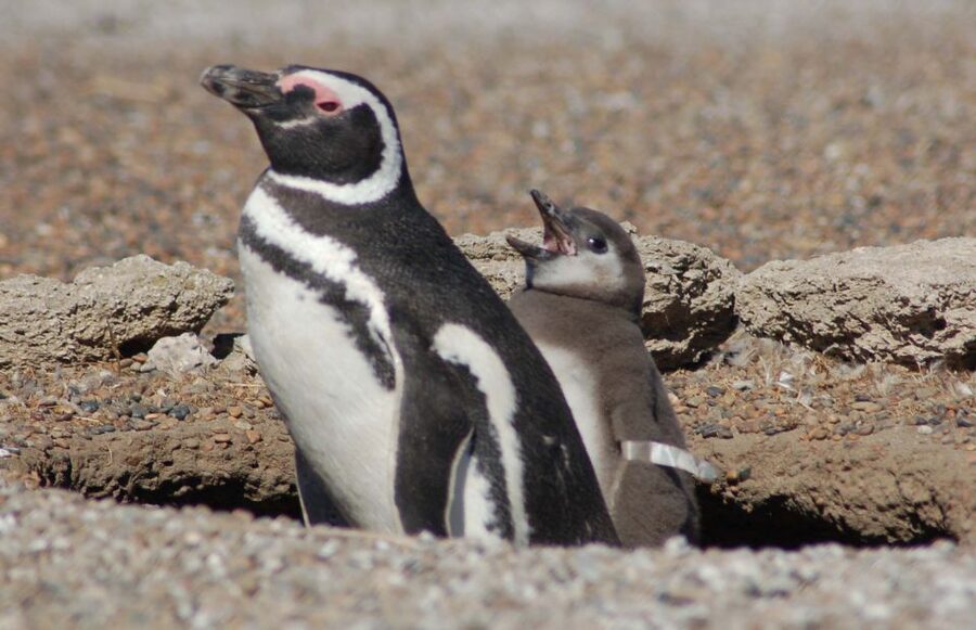From Puerto Madryn: Penguin Tour & Península Valdés Day Trip - Should you book this Península Valdés tour?
