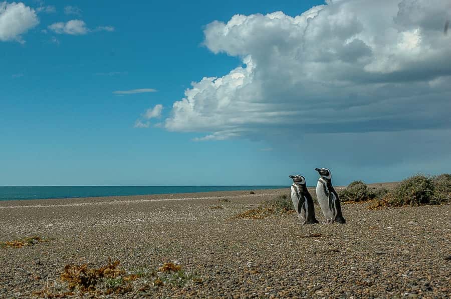 From Puerto Madryn: Penguin Tour & Península Valdés Day Trip - From Puerto Madryn to Puerto Pirámides