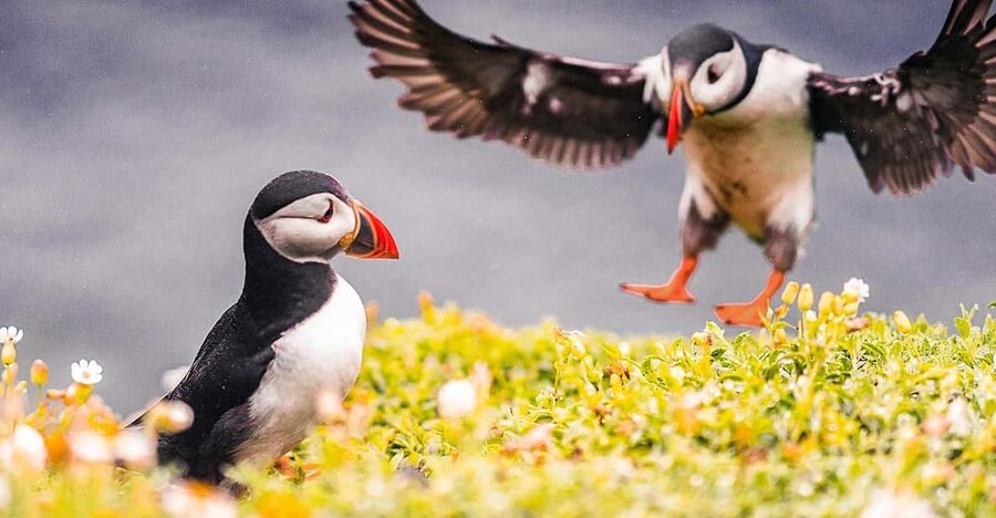 From Reykjavik: Puffin and Volcano Tour in Westman Islands - Puffin watching at Stórhöfði