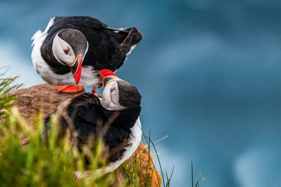 From Reykjavik: Puffin and Volcano Tour in Westman Islands - Lunch and a look around town