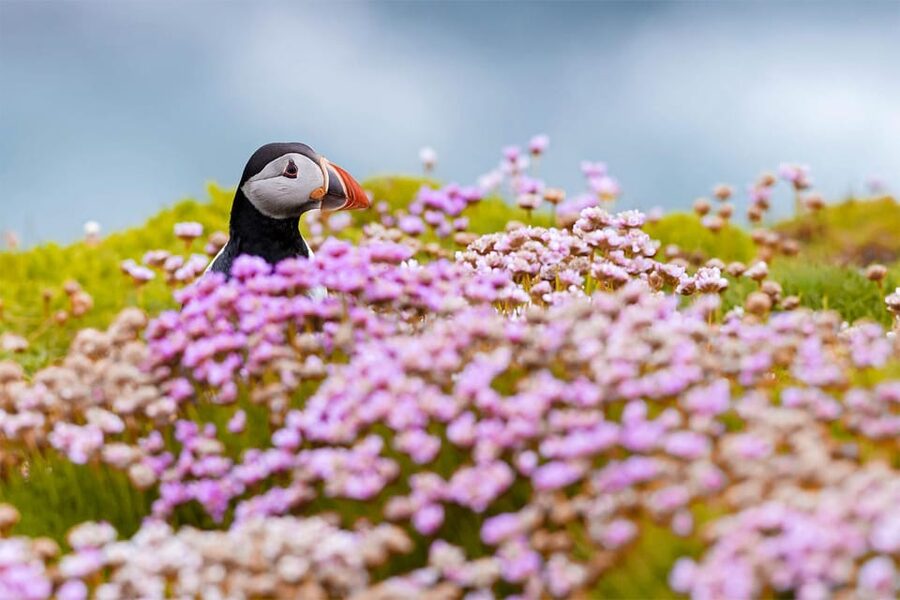 From Reykjavik: Puffin and Volcano Tour in Westman Islands - Climbing Eldfell, the Mountain on Fire