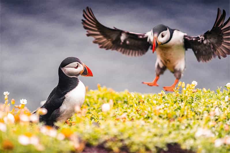 From Reykjavik: Puffin and Volcano Tour in Westman Islands - Elephant Rock and the first island views