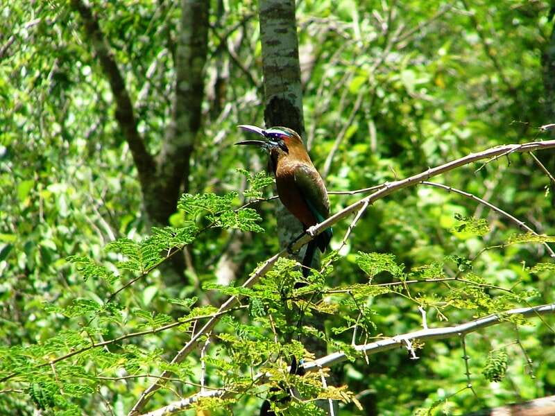 From Riviera Maya : Sian Ka'an Muyil Birdwatching with Guide - Why this Muyil birdwatching tour is worth considering