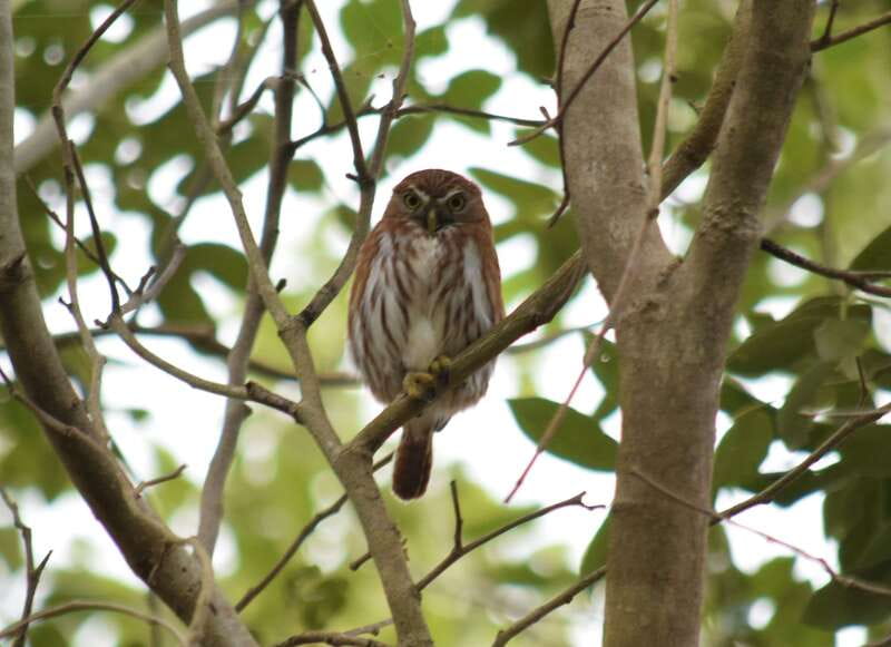 From Riviera Maya : Sian Ka'an Muyil Birdwatching with Guide - Should you book the Muyil birdwatching tour?