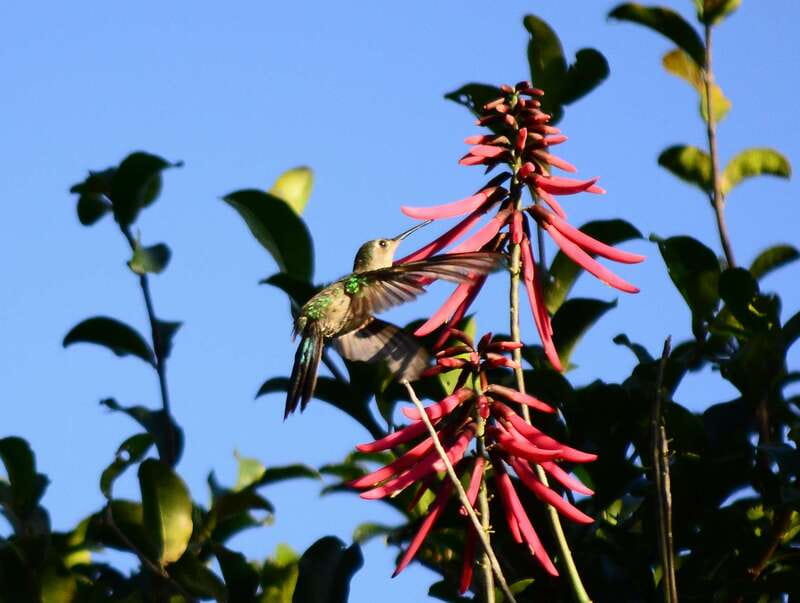 From Riviera Maya : Sian Ka'an Muyil Birdwatching with Guide - Breakfast at about 9:00 a.m.