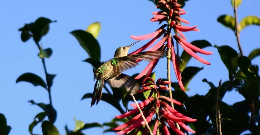 From Riviera Maya : Sian Ka'an Muyil Birdwatching with Guide - What the guides add to the experience