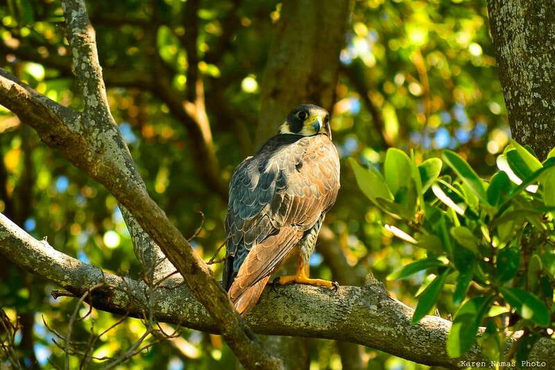 From Riviera Maya : Sian Ka'an Muyil Birdwatching with Guide - From village vegetation to the Muyil jungle