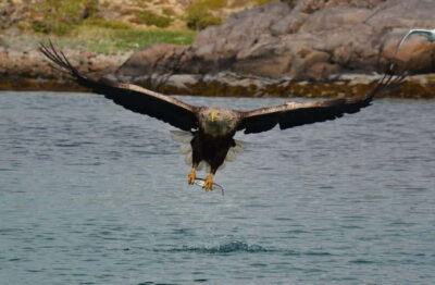 Lofoten RIB Sea Eagle Safari Trollfjord Cruise