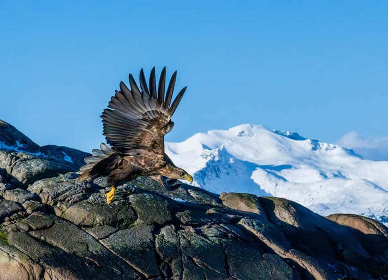 From Svolvær: Lofoten Trollfjord Cruise & Sea Eagle Safari - Key points to know before you go