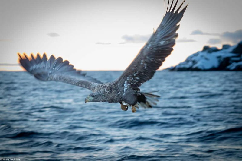 From Svolvær: RIB Boat Lofoten Trollfjord Sea Eagle Safari - Key points to know before you go