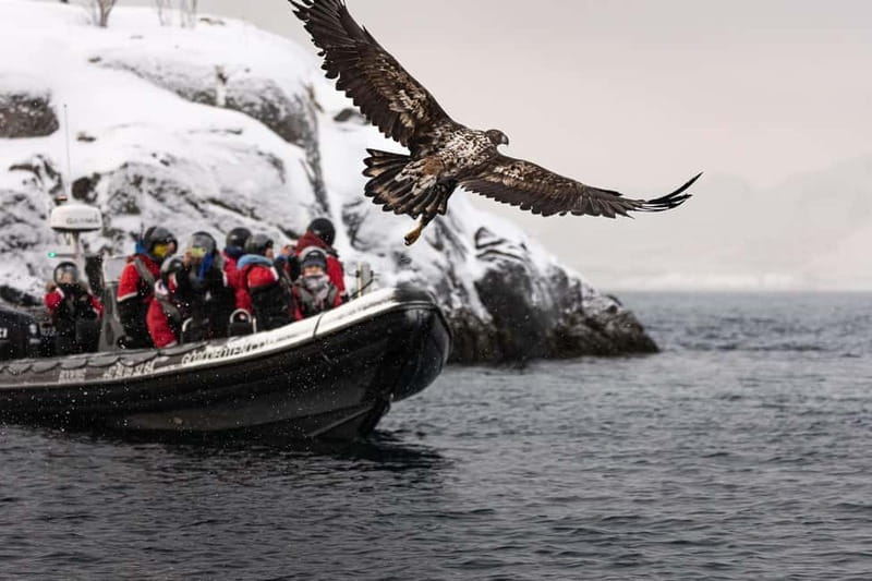 From Svolvær: RIB Boat Lofoten Trollfjord Sea Eagle Safari - Should you book the Svolvær Trollfjord sea eagle safari?