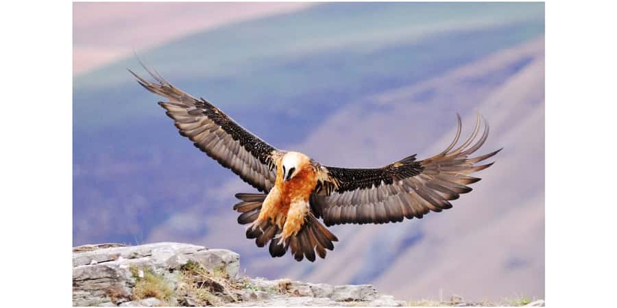 From Underberg: Sani Pass Birding Tour with Birding Guide - Why serious birders choose Sani Pass