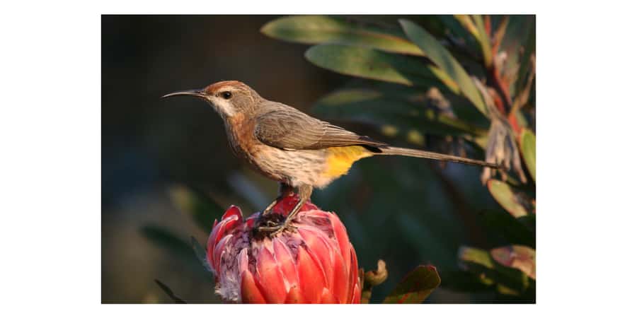From Underberg: Sani Pass Birding Tour with Birding Guide - From Himeville to the first mountain habitats