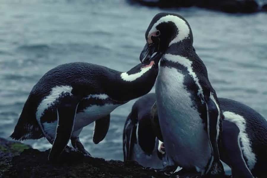 From Ushuaia: Penguin Watching Tour by Catamaran - Key points at a glance