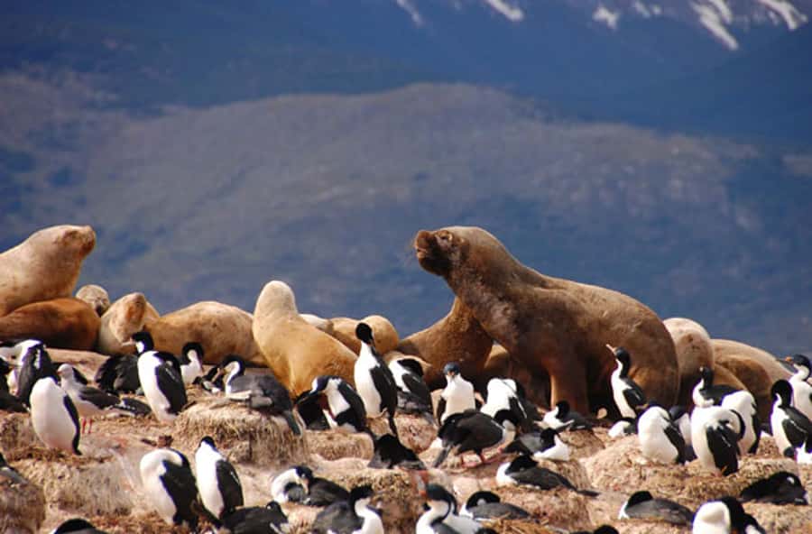 From Ushuaia: Penguin Watching Tour by Catamaran - Why the penguin stop is worth the boat ride
