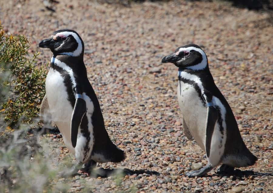 From Ushuaia: Penguin Watching Tour by Catamaran - The Olivia and Cinco Hermanos mountain views