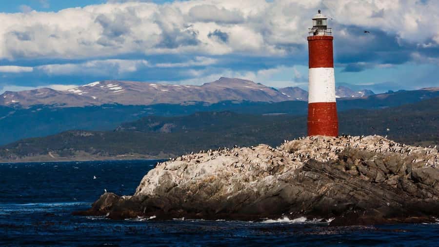 From Ushuaia: Penguin Watching Tour by Catamaran - Sea lions at Isla de los Lobos