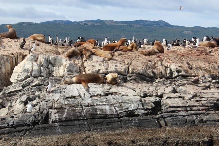 From Ushuaia: Penguin Watching Tour by Catamaran - The SS Monte Cervantes wreck site