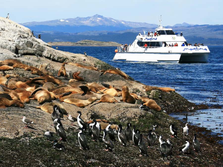 From Ushuaia: Penguin Watching Tour by Catamaran - Is the $177 price fair?