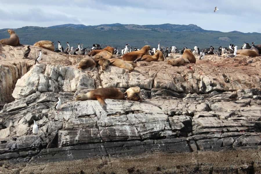 From Ushuaia: Penguin Watching Tour by Catamaran - Sailing out from Ushuaia’s tourist port