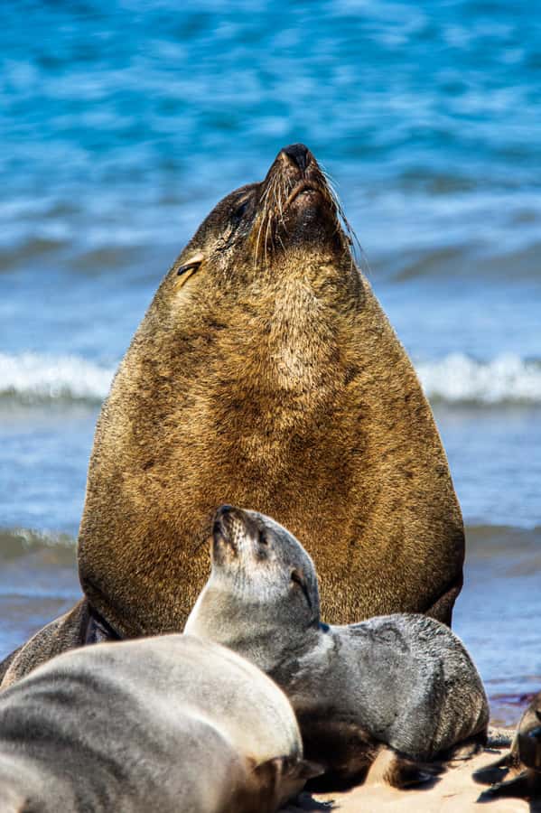 From Walvis Bay: Sandwich Harbour and Pelican Point Tour - Key points to know before you book