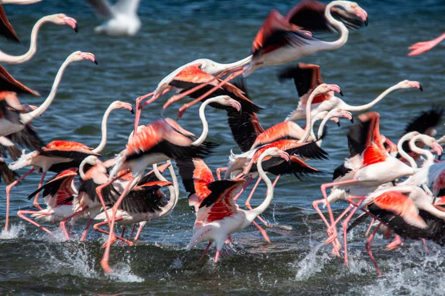 From Walvis Bay: Sandwich Harbour and Pelican Point Tour - Who will enjoy this outing most
