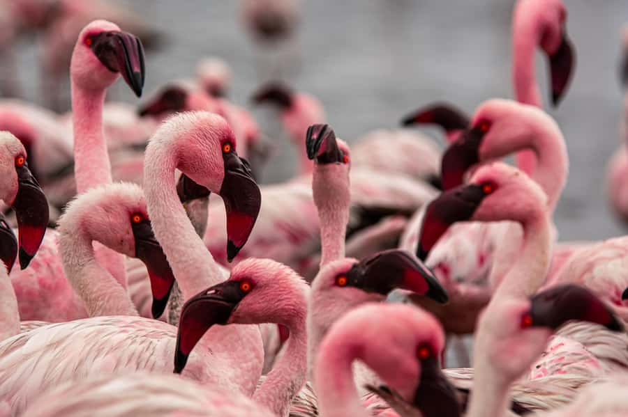 From Walvis Bay: Sandwich Harbour and Pelican Point Tour - A tide-shaped day from Walvis Bay