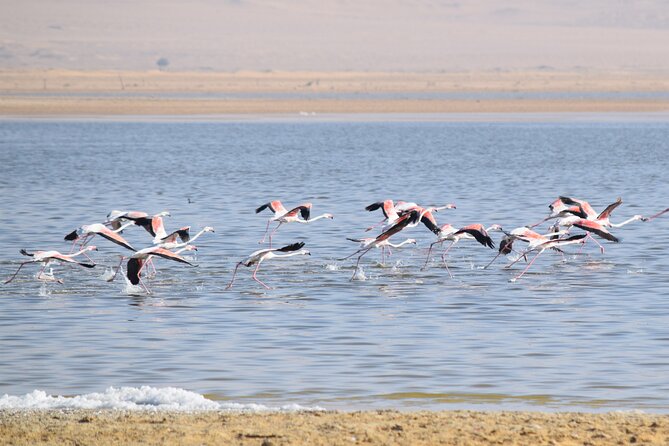 Full-Day Bird Watching Private Experience at Fayoum - Leaving Cairo at 6:00 a.m.