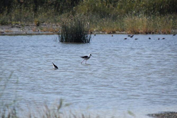 Full-Day Bird Watching Private Experience at Fayoum - Searching the shores of Qarun Lake