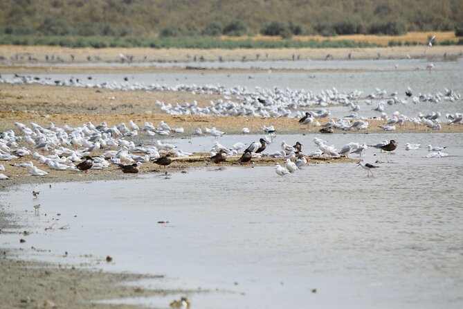 Full-Day Bird Watching Private Experience at Fayoum - What the guide adds, and where you should be cautious
