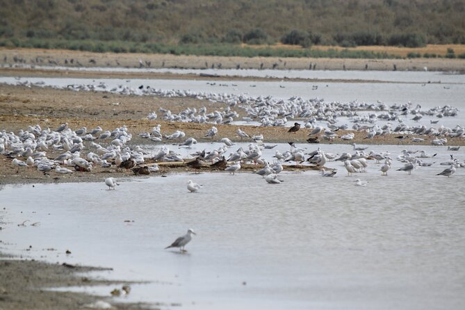 Full-Day Bird Watching Private Experience at Fayoum - Private touring for $120 per person