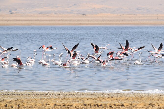 Full-Day Bird Watching Private Experience at Fayoum - Comfort, timing, and practical preparation