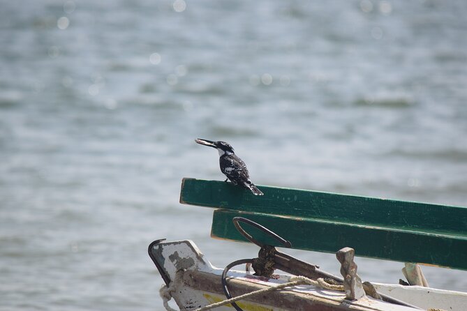 Full-Day Bird Watching Private Experience at Fayoum - Several habitats instead of one viewing point