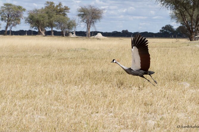 Full Day Birding Zambezi National Park Includes Picnic Lunch - Dawn beside the Zambezi River