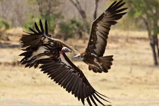 Full Day Birding Zambezi National Park Includes Picnic Lunch - A bush picnic that breaks up the day