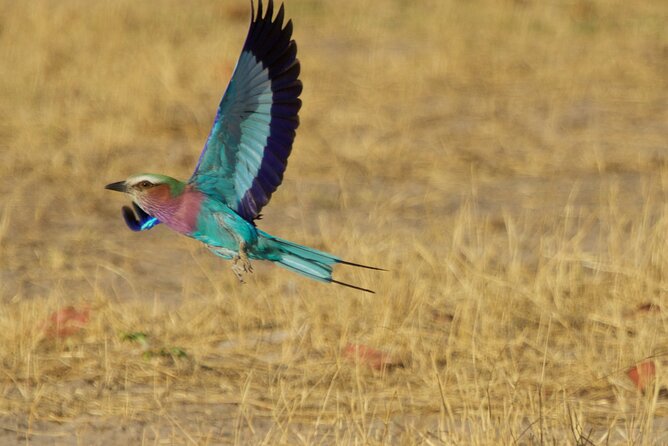 Full Day Birding Zambezi National Park Includes Picnic Lunch - Woodland birding after lunch