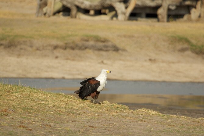 Full Day Birding Zambezi National Park Includes Picnic Lunch - Into the park, with raptors overhead