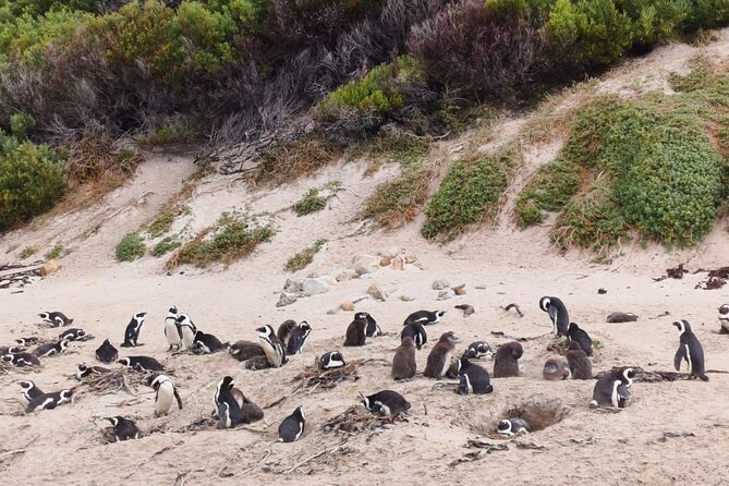Full Day Cape of Good Hope and Boulders Beach Penguins Tour - Cape Point supplies the wild coastal finish