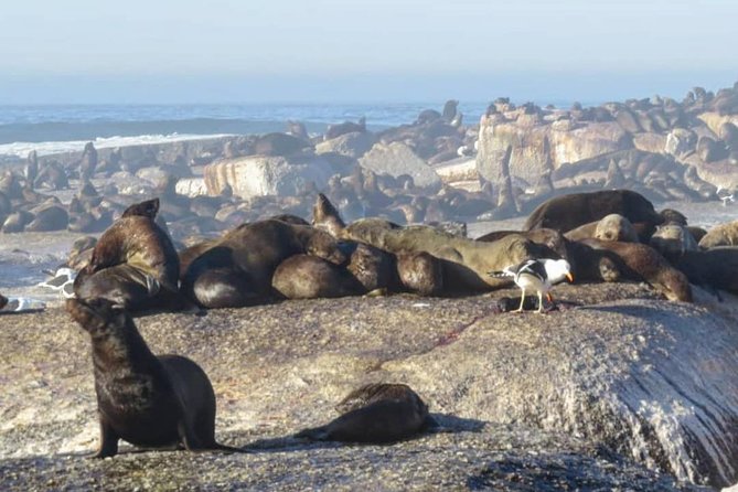 FULL Day Cape of Good Hope and Boulders Penguin Colony - Boulders Beach puts African penguins within easy view