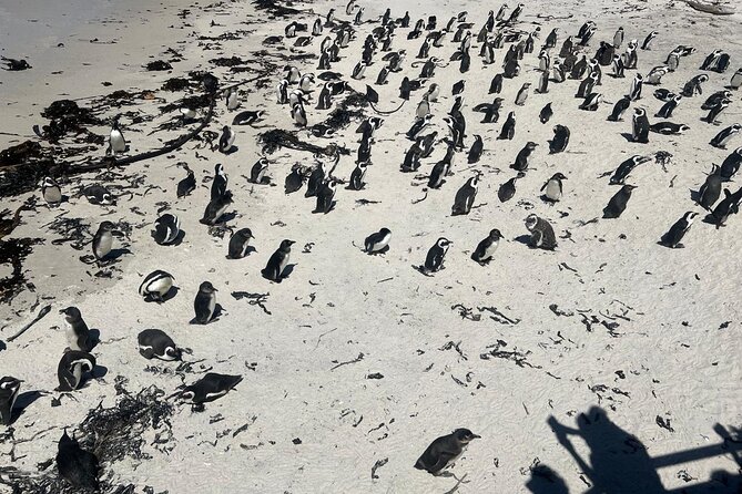 Full-Day Cape of Good Hope and Table Mountain with Penguins Tour - Why this eight-hour route works for a first Cape Town day