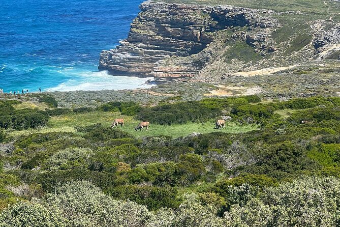 Full-Day Cape of Good Hope and Table Mountain with Penguins Tour - Cape Point and the old lighthouse