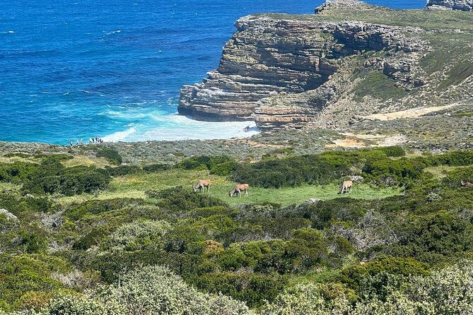 Full-Day Cape of Good Hope and Table Mountain with Penguins Tour - Chapman’s Peak Drive in just 15 minutes