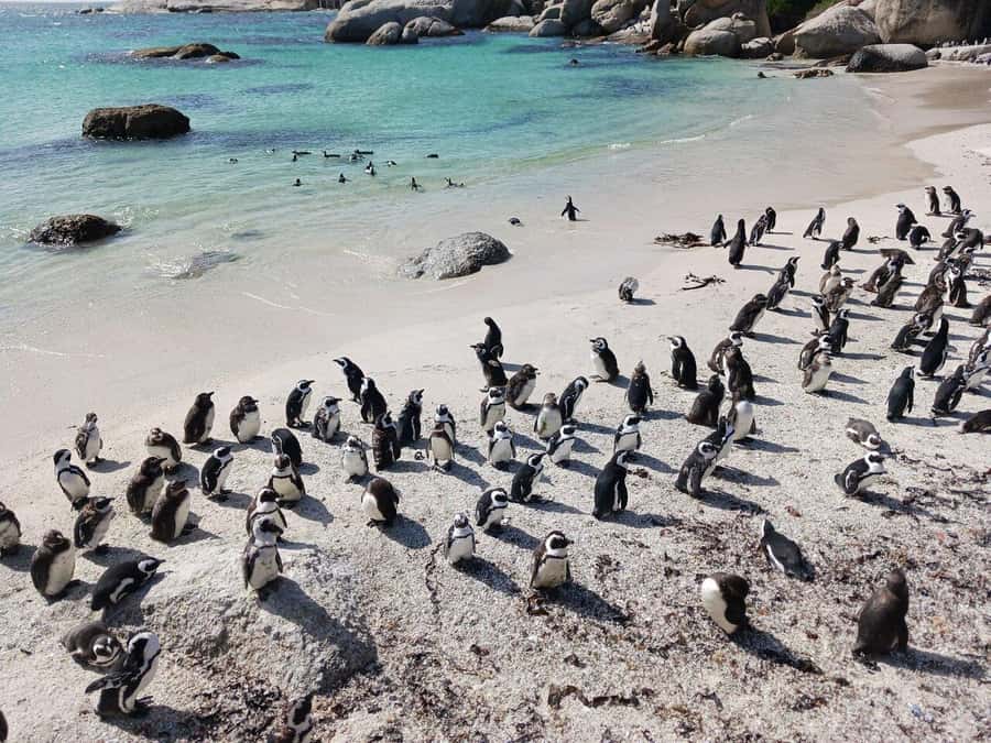 Full Day - Cape Point and Penguins Plus Table Mountain - A full Cape Peninsula day with Cape Town’s biggest sights