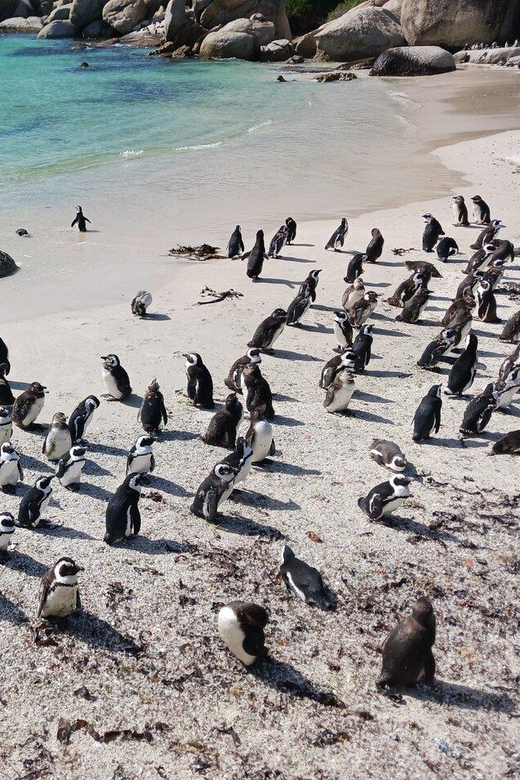 Full Day - Cape Point and Penguins Plus Table Mountain - Boulders Beach brings in the penguins